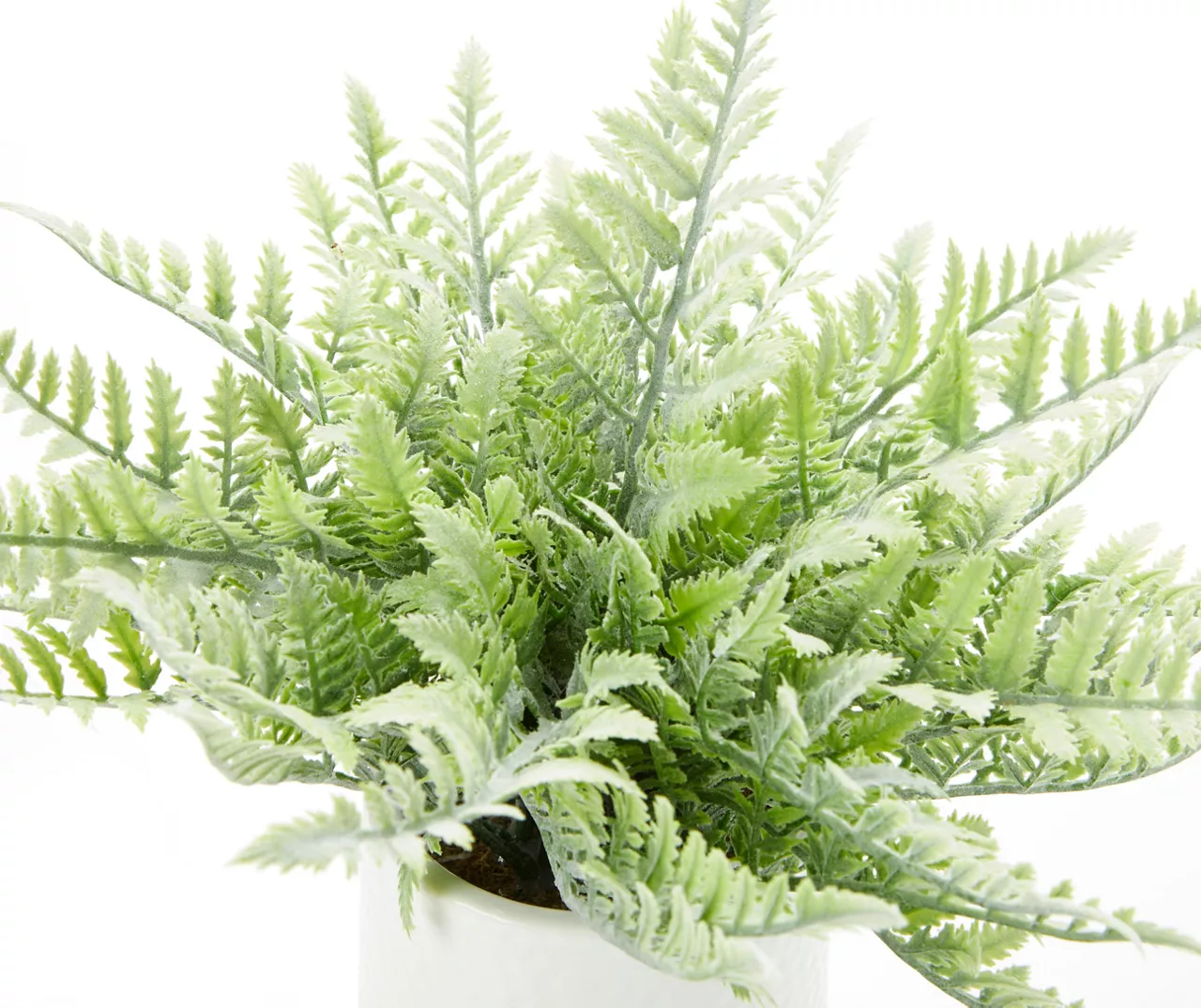 Fern In White Ceramic Pot - Image 2