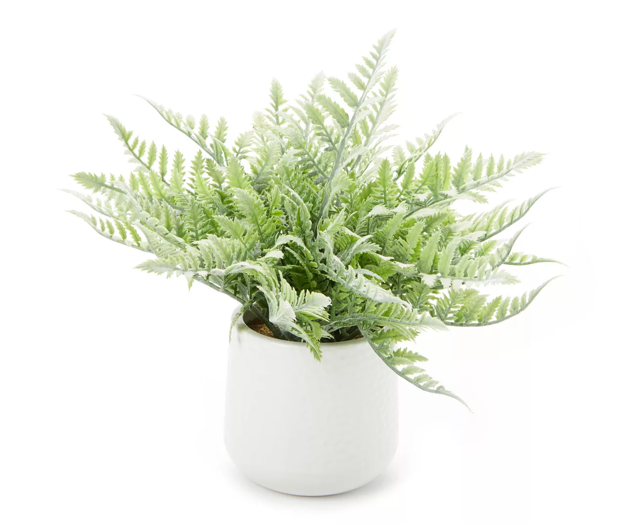 Fern In White Ceramic Pot